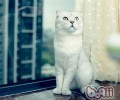 给折耳猫剪指甲需求额定留意的两个问题