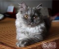 猫咪价格距离剖析