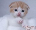 折耳猫品种之高地折耳猫