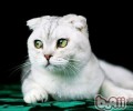 折耳猫不吃饭怎么办