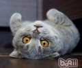 折耳猫寄养需谨慎