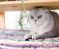 折耳猫领养的注意事项