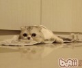 折耳猫智商排名居中无悬念