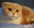 折耳猫种类之苏格兰折耳猫
