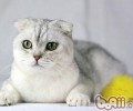 折耳猫价格为什么那么高