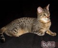 猫咪为什么会跌伤