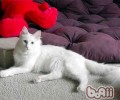 猫咪需不需要遛
