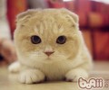 猫咪是否能茹素
