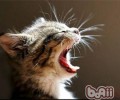 猫咪为什么不会咀嚼食物？