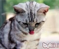 猫咪为什么吃不了热食
