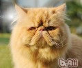 养殖波斯猫要注意的问题