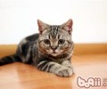 长毛猫与短毛猫整理办法有不同