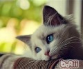关于猫咪你或许不知道的隐秘