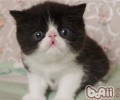 猫咪掉毛是能够处理的