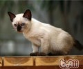 猫咪寄养需求留意哪些问题