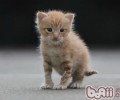 带你了解小猫生长发育的全过程