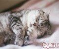 猫咪鼻孔发红可能是中暑
