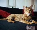 特养新贵：豹猫