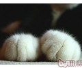 不要碰猫咪的肉垫
