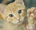 猫咪的肉垫是手掌吗？