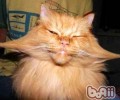 猫咪的胡须到底有什么效果？