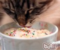 猫咪为什么分辩不出滋味呢？