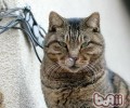 猫不是经过味道来判别食物的