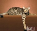 欧西猫特色简介