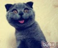 猫的喜怒哀乐