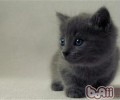 20条爱猫小贴士