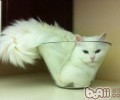 养殖宠物猫必要的物质预备