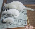 宠物猫饮食习惯知多少