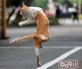 教您依据需求选择猫咪