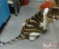 小猫咪有大智慧，会用声响操控你