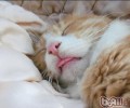 为什么不发起猫咪和人一同睡