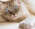 猫咪长命的诀窍是“懒散”？