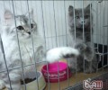 多猫家庭的小贴士