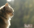 猫咪的视力究竟怎么