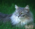 别让猫咪做素食主义者