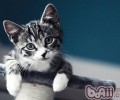猫咪的“五宗罪”