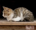 猫咪真的没有狗狗忠实吗