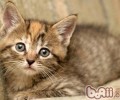 让猫咪学会运用马桶