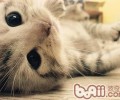 告知你在猫咪眼中你是什么