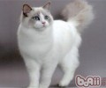 伯曼猫好养吗
