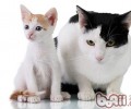宠物猫为什么不断的消瘦?