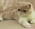 异国短毛猫的四季维护