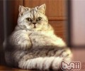 宠物猫健康饮食摄入规范