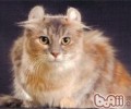 美国卷耳猫怎样养？