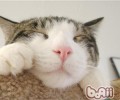 宠物猫脱毛怎么办？