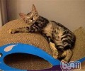 被猫咪抓伤后该怎样处理？